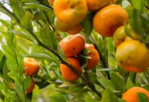 제철 음식으로 면역력 높이기 a tree filled with lots of ripe oranges