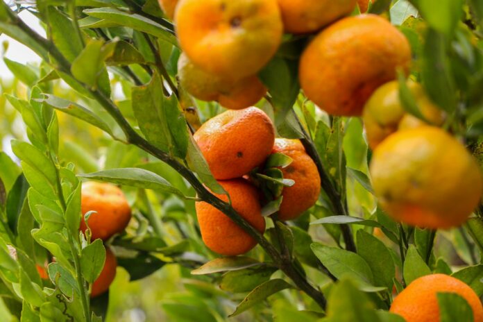 Photo by javier albuja a tree filled with lots of ripe oranges