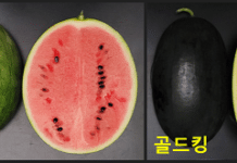 농기원 개발 중소형 수박, 13년 만에 최종 품종심사 통과