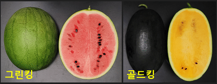 중소형 수박
