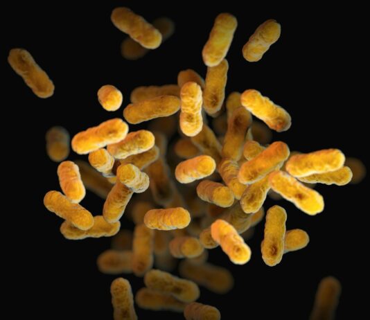 장 건강을 위한 프로바이오틱스 a close up of a bunch of small yellow things