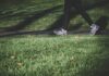 “바쁜 직장인, 건강 지키는 실생활 루틴이 대세” shallow focus photography of person walking on road between grass