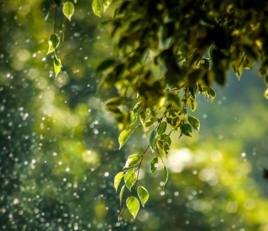 건강을 위한 새로운 일상, ‘웰니스 문화’가 바꾼 우리 삶 selective focus photo of green vine