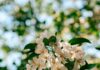 “뇌건강 관리, 생활 속 작은 실천에서 시작됩니다” Sunlit white apple blossoms against a blurred green background.