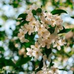 “뇌건강 관리, 생활 속 작은 실천에서 시작됩니다” Sunlit white apple blossoms against a blurred green background.
