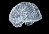 뇌건강, 생활 속 작은 변화가 큰 차이를 만든다 a close up of a human brain on a black background